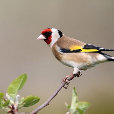 bird-4410411_1280