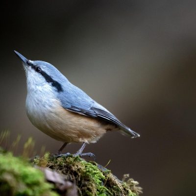 bird-7653386_1280