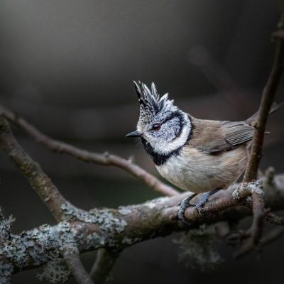 european-crested-tit-7575701_1280