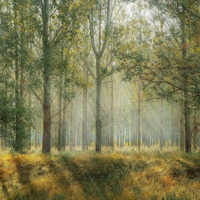 forest-1072828_1920