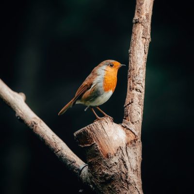 robin-6619184_1280